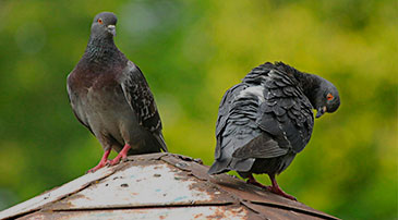 Control de plagas de palomas - Control de Aves Garraf