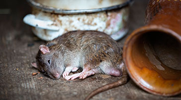 Control de plagas de ratas y ratones - Desratización Barcelona Eixample