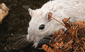 Control de plagas de ratas y ratones - Desratización Barcelona