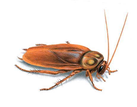 Empresa de Control de plagas de cucaracha en Barcelona