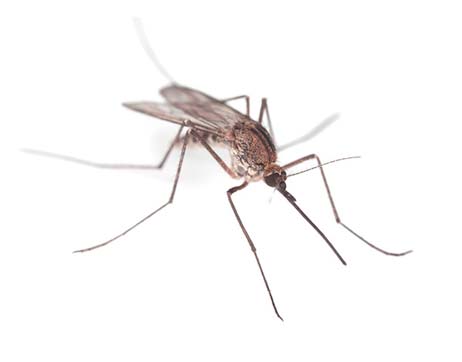 Control plagas mosquitos en Barcelona
